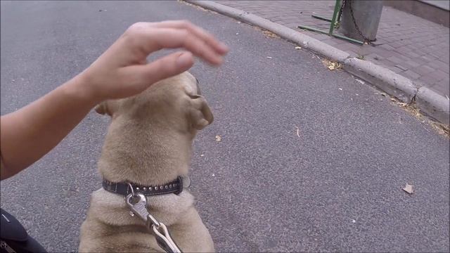 Амстаффтерьер и метис Шарпея / Amstaff Terrier And Sharpei Mix