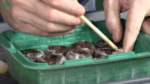  Посев перца на рассаду: зачем нужна глина. Знакомимся с гибридами от «Партнера». - 7 дач