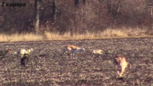 Охота на зайца с грейхаундом, хортая борзая и метисы б?