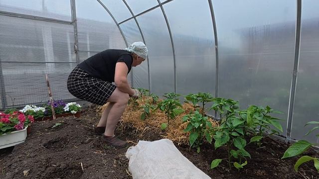 Непогода, прячем птицу, успели выполнить планы смотреть онлайн
