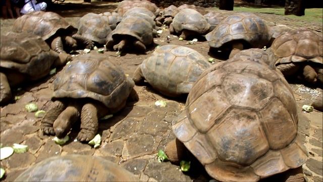 Маврикий. Обед Гигантских черепах в парке Ваниль. смотреть онлайн