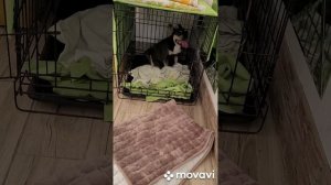 Роды французского бульдога...