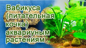 Вабикуса (питательная кочка). Как посадить аквариумные растения в вабикуса.