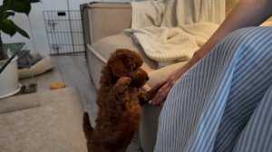 Купили той-пуделя: первые дни с собакой