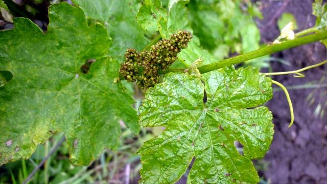 Подвязка и 2 я обработка винограда. Фомопсис, милдью, серая гниль смотреть онлайн