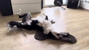 🫧ВЕСЬ УХОД ЗА БОРДЕР-КОЛЛИ🫧 #okki #груминг #бордерколл?