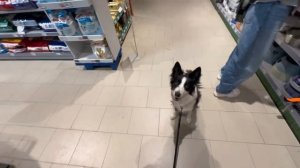 Собака управляет целым днем😲 | челендж #bordercollie #okki #okkid