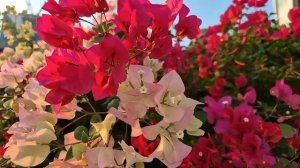 Весь офис усмехался над уборщицей, которую бросил её н