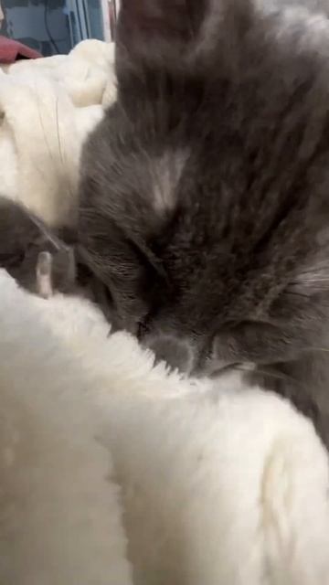 Кошка у меня трактор. Что она делает? смотреть онлайн