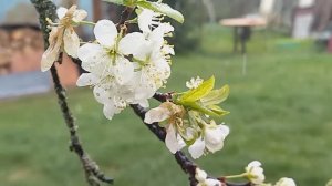 Снегопад 1-го мая 2025 в Тверской области