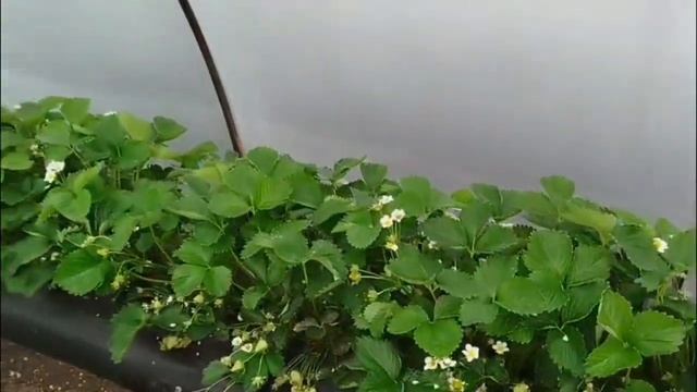 Как выращивать клубнику под плёночными укрытиями. Агр
