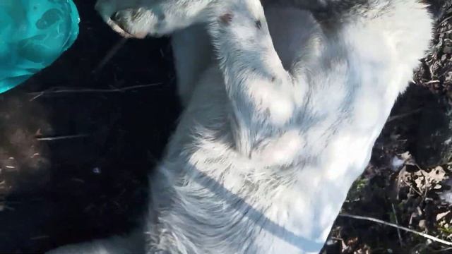 Собака Белка хочет ласки, человек + собака 🐕 смотреть онлайн