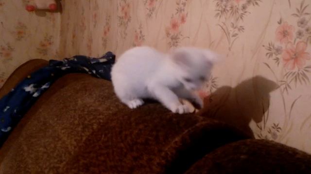 Котята - Беляш и Пушок бесятся на даче смотреть онлайн