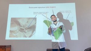 Клиновидная кость, Анатомия клиновидной кости