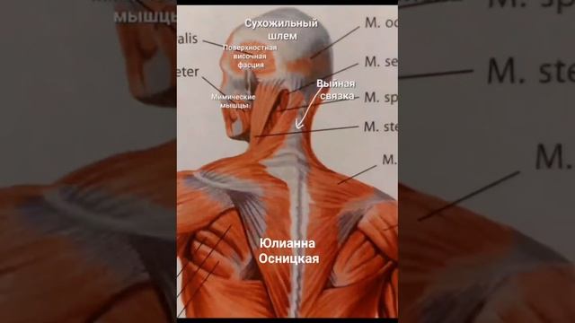 ФАСЦИИ ЛИЦА