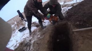 Охота на барсука с норными собаками профи таксы Герда