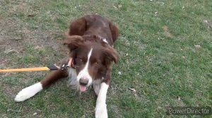 Дрессированный бордер колли Эш. Команда лежать