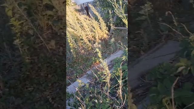 Как я купила заброшенную дачу 2023 г смотреть онлайн