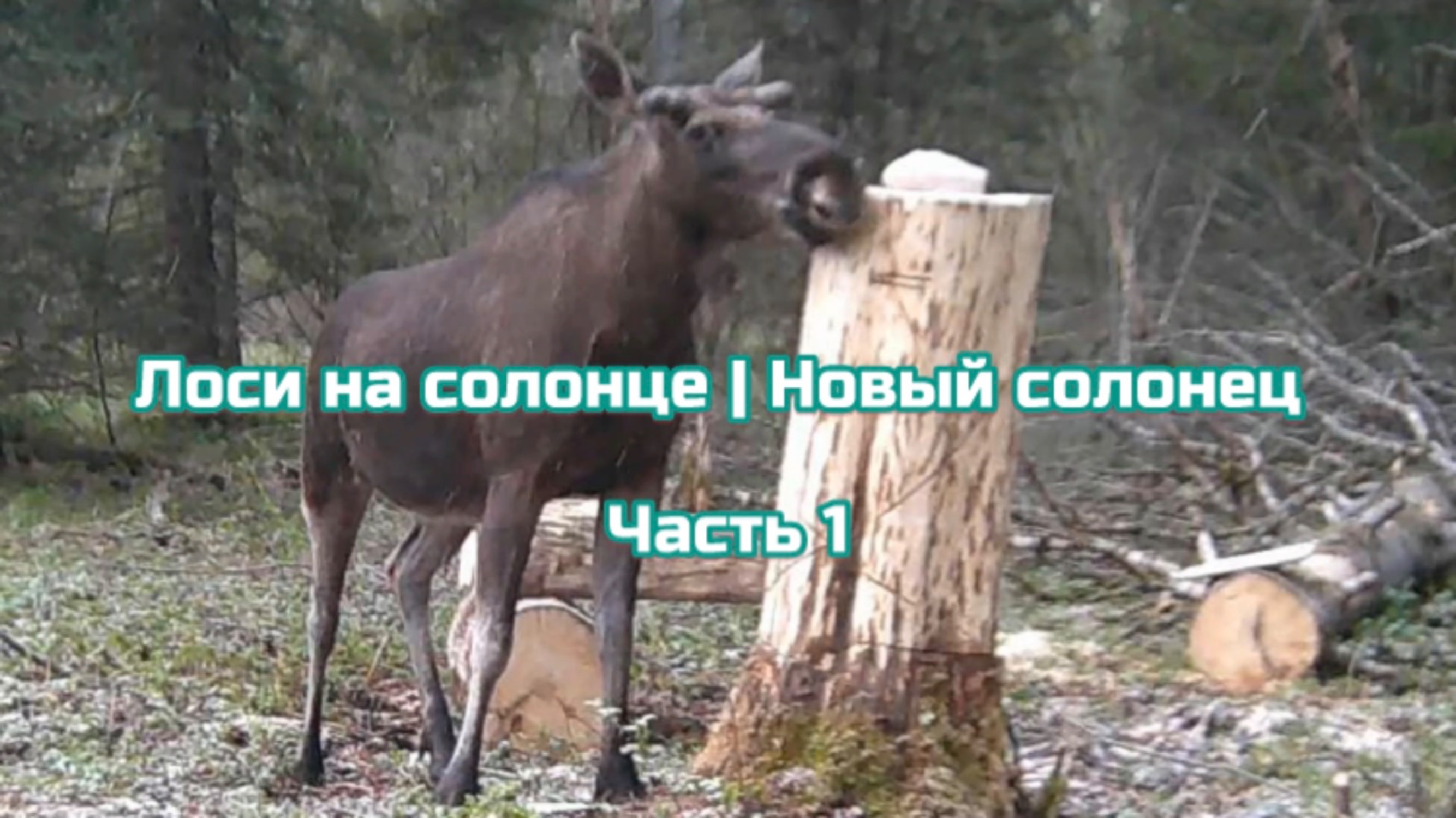 #8 Лоси на солонце. Часть 1|Новый солонец.