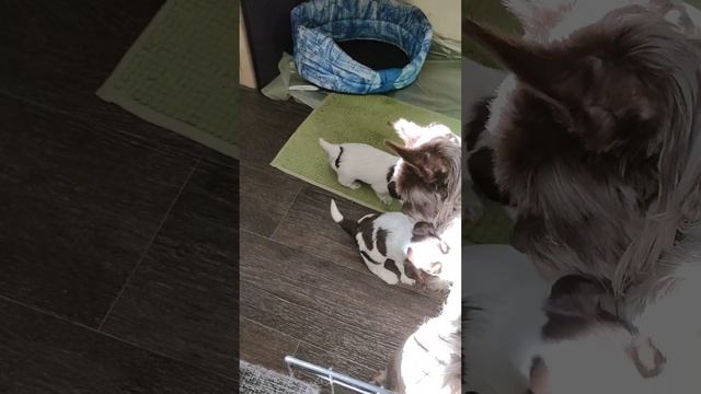 23.05.2024. Фиби со своими щенками. Дата рождения щенков 28.04