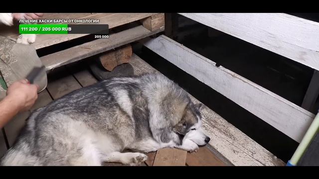 10 #хаски дотянули до четверга