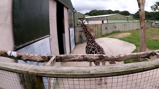 VLOG ● САФАРИ ПАРК / LIVERPOOL SAFARI PARK смотреть онлайн