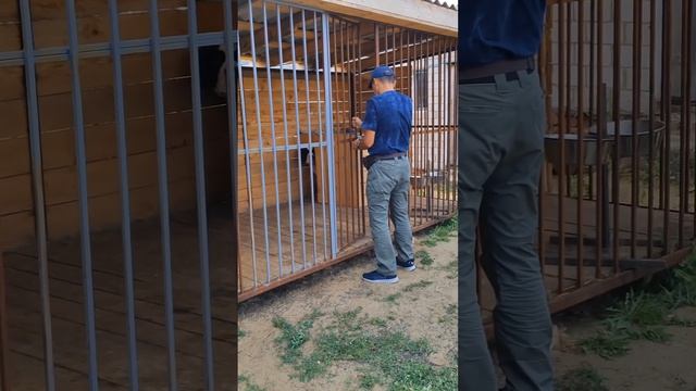 Коррекция поведения собаки+7 707 529 93 63. Мурат.