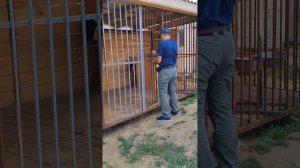 Коррекция поведения собаки+7 707 529 93 63. Мурат.