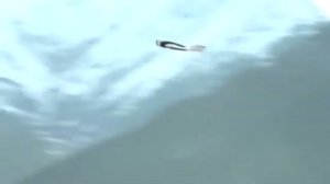 Биомиметика: Крыло чайки