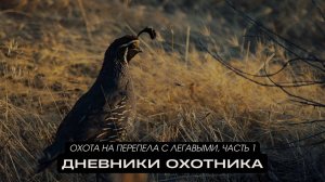 Охота на перепела с легавыми, часть 1. Дневники охотника