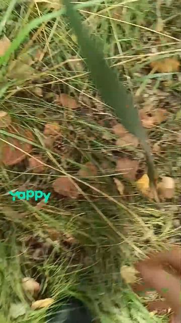 СБОР ГРИБОВ 2024 смотреть онлайн