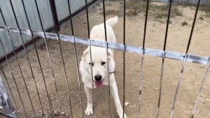 Вязка Сармата с Крупной сучкой Дайрой! Серёгины собак?