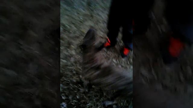 Стафф рвет ботинок...