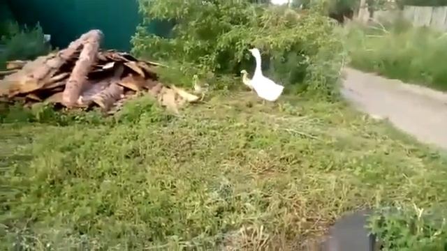 Гусак 🦢 Воспитатель 🦢