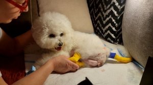 Роды дома Бишон MICHELLE Щенок 2 #kennel_BrightStarDog #bichon_kp #родыбиш