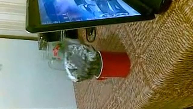 попугай и чашка