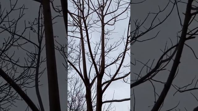 ПАВЛОВНИЯ зимой ❄️Несмотря на морозы, стоит вся така? смотреть онлайн