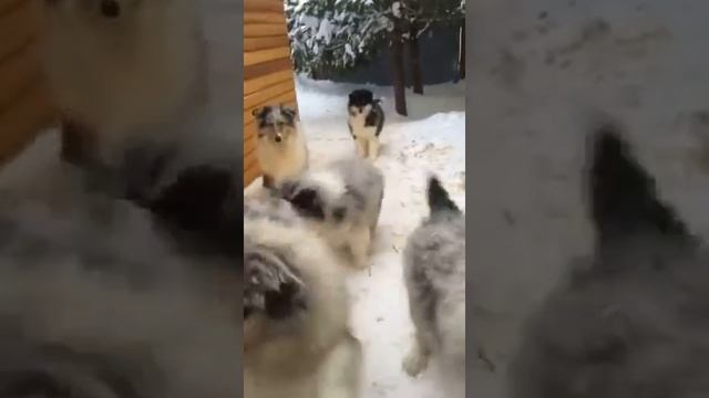 голубые колли щенки