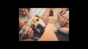 Эпилепсия у собак