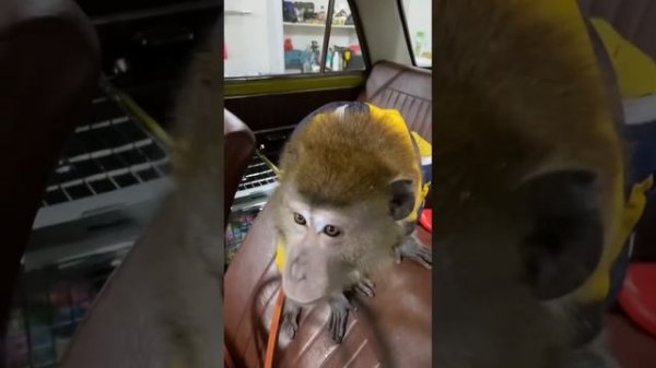 Обезьяна сигналит в машине / monkey  and a car