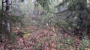20.09.24.охота с русской гончей на зайца , один из двух.