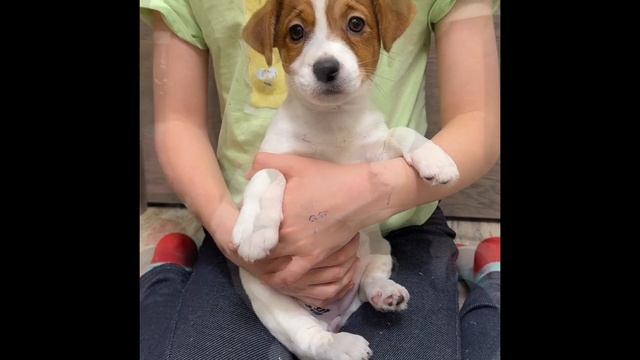 Щенок Джек Рассел терьера Рада