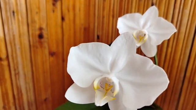 Фаленопсис без названия, размер цветка 8,5 см. смотреть онлайн