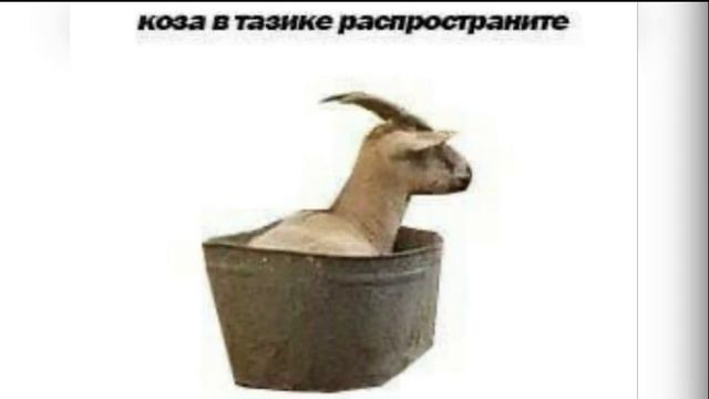 коза в тазике распространите смотреть онлайн