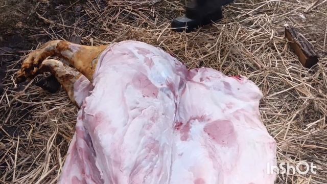 Разделка свиньи. Нож из стали м2.