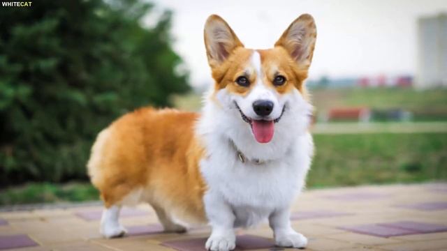 КОРГИ, все ЗА и ПРОТИВ. ВСЕ О ПОРОДЕ - ПЛЮСЫ И МИНУСЫ.