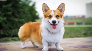 КОРГИ, все ЗА и ПРОТИВ. ВСЕ О ПОРОДЕ - ПЛЮСЫ И МИНУСЫ.