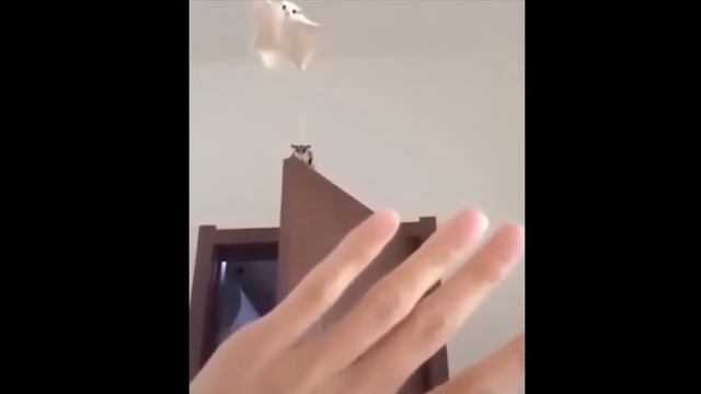 best coub in youtube # 35 Смотреть приколы 2018 ржака до слез смотреть онлайн