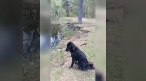 Монгольская овчарка (банхар) Шалмаг на работе