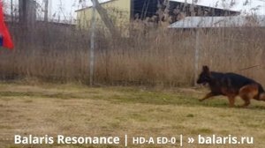 Идеальная  рысь немецкой овчарки. Balaris RESONANCE